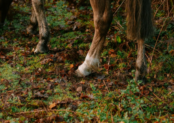 The Role of Professional Tools in Modern Horse Hoof Management