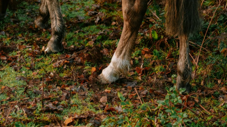 The Role of Professional Tools in Modern Horse Hoof Management
